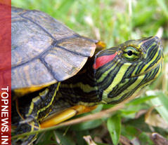 Turtles along the Mississippi River alter nesting dates due to rising temperatures