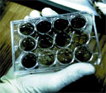 Molecules DNA