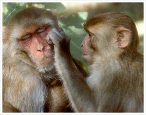 Monkeys' grooming habits provide new insights into how we socialise