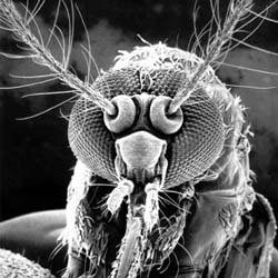 Flightless Mosquitoes Generated To Control Dengue