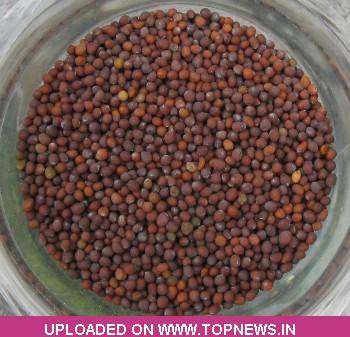 Commodity Trading Tips for Mustardseed by KediaCommodity