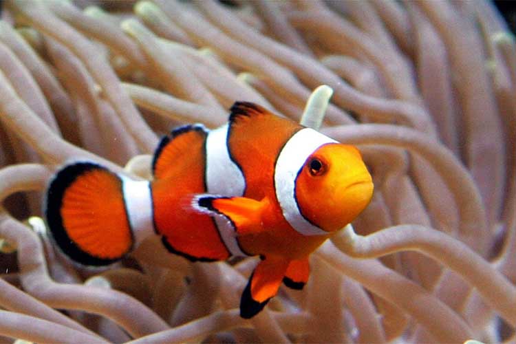 Nemos