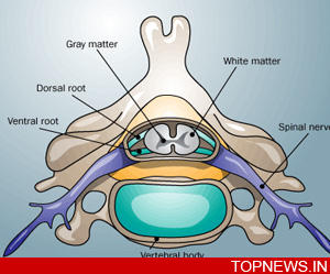 Scientists found a way to regenerate nerve cells