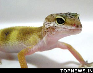 Gecko-inspired multifocal contact lenses, cameras on the anvil
