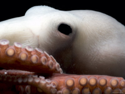 Octopuses had Antarctic ancestor: marine census 