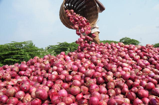 Onion prices unlikely to fall in near future