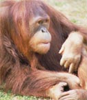 Orangutan’s spontaneous whistling sheds light on evolution of speech