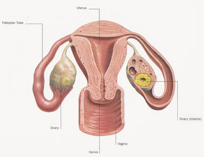 Females Turn Smarter During Ovulation