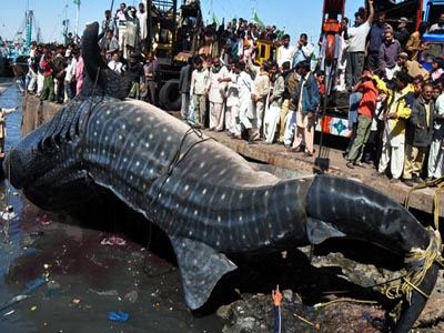 Pakistani fishermen catch whale shark off Karachi