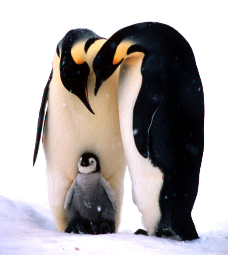 Penguins