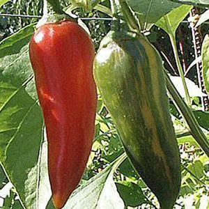 Commodity Outlook for Pepper by KediaCommodity 
