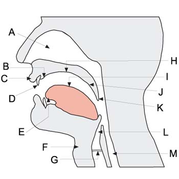 Phonological blocking responsible for tip-of-the-tongue moments | TopNews