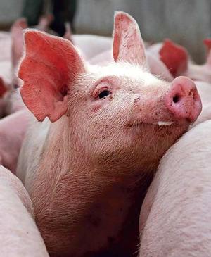 Pig and Turkey farming gaining popularity in Punjab