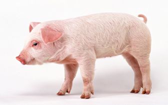 Pig Vaccine May Lessen Spread Of Neurocysticercosis