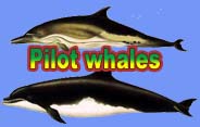 Pilot Whales