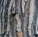 Pine Bark Extract Could Reduce Jetlag Symptoms