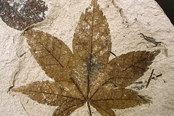 Plant fossil found near Jodhpur