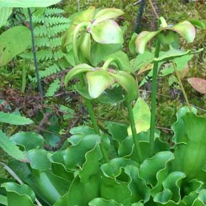 Plants