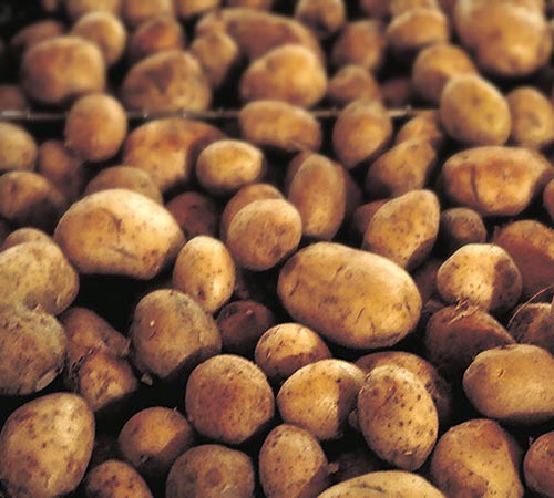 FMC allows MCX to discontinue potato futures