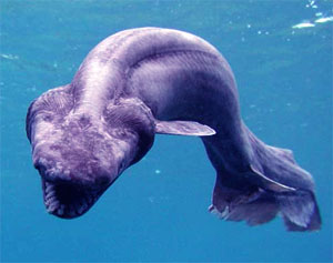 Fish became land walkers 20 mln yrs earlier than previously thought
