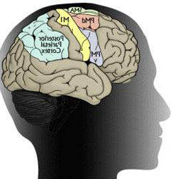 Psychopaths'' brains are differently wired