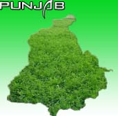 Punjab develops method to preserve green fodder for lean months