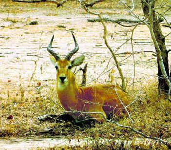 Ranchi Deer Park