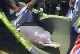 Rare blind dolphin rescued in Pakistan