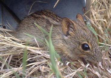 Mice’s ‘harem’ more likely to mate with ‘neighbors'' 