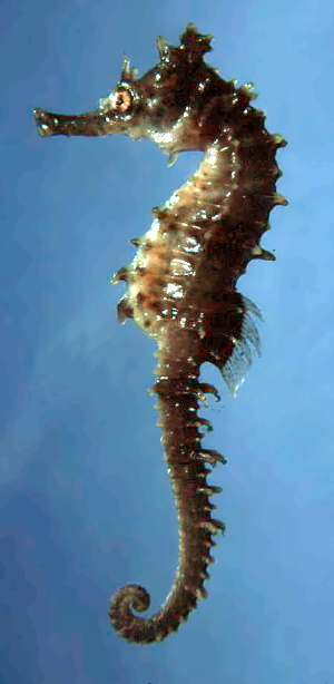 Small seahorses suffer ''short man syndrome'' while pursuing tallest females