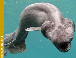 Oldest shark braincase shakes up assumptions about vertebrate evolution