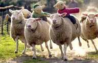 Sheep's bottoms part Australia's wool growers