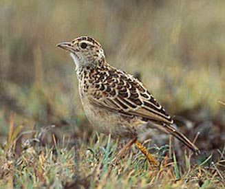 Africa’s first bird extinction likely within four years