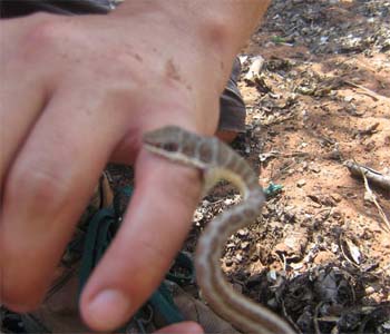 Snake Bites Claim Over 3,000 Lives Every Year In WB