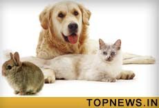 Why some animals eat only one type of food
