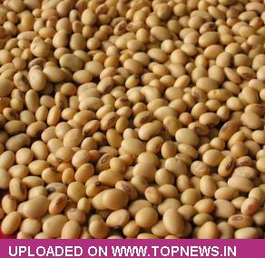 Soyabean