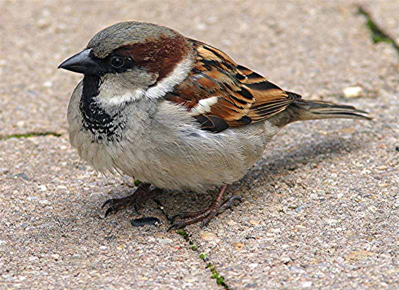 House sparrows’ population continues to decline: survey