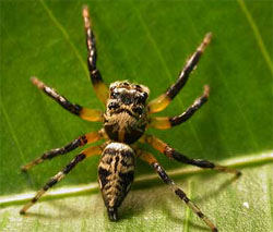 Female spiders beat hunger pangs by eating ‘distasteful’ mates