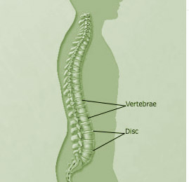 Scientists Identify Genes with Links to Spine-Fusing Arthritis