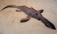 Spookfish uses mirrors for eyes
