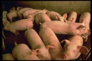 New Zealand has another 56 suspected swine flu cases 