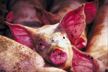 South Korea reports first possible swine-flu case