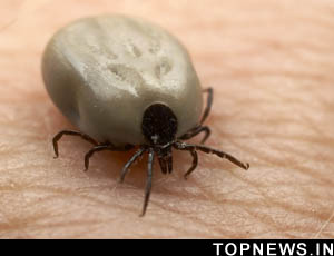 Beat the ticks with a jab or tuck in those trousers