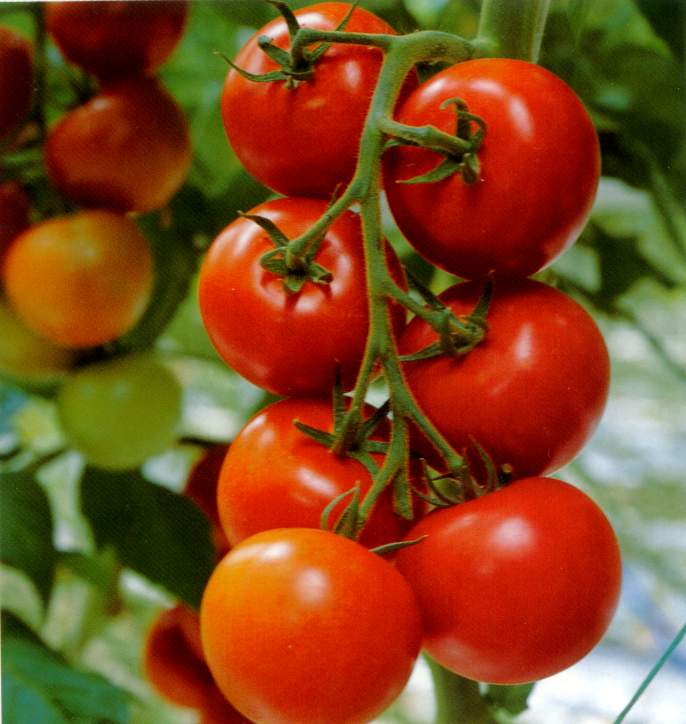 Tomato prices decline in Rajasthan