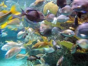 Total fish biomass in world’s oceans estimated to be 2 billion tonnes