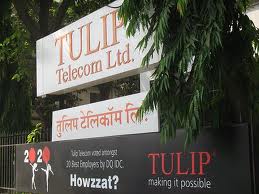 Tulip