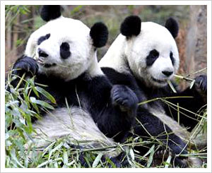 China to give two pandas to Singapore, sign other pacts