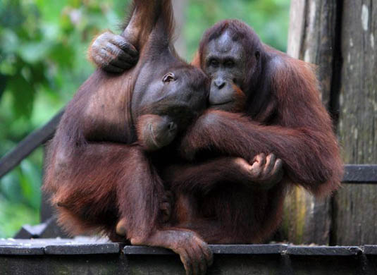 Orangutans fail in freedom bids from US zoos