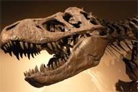 Scientists may have found Australia’s first T-Rex