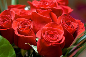 Valentine Day roses doing roaring business in Islamic Pakistan
